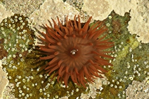 Beadlet Anemone - in rock pool with opened tentacles reaching for food Beadlet Anemone - in rock pool with opened tentacles reaching for food