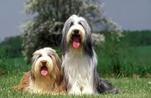 Jean Michel Labat Photography Prints: Bearded collie - two