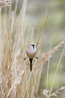 Bearded Tit / Bearded Reedling - male in reeds Bearded Tit / Bearded Reedling - male in reeds