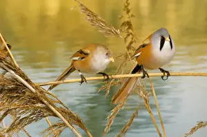 Water Birds Europe Prints: Bearded Tit - pair