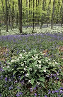 Allium Ursinum Plant Prints: Bear's Garlic in forest