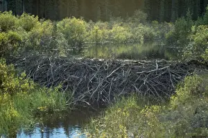 Mammal Conservation Efforts Prints: Beaver Dam
