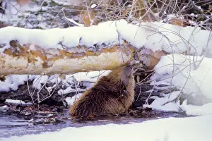 Tom And Pat Leeson Photography Prints: Beaver - eating bark off the underside tree it has cut down, winter. MT306