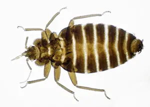 Insect Close Up Photos Prints: Bed Bug