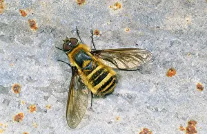 Prints of SPH-2770 Bee FLY - basking (note wing venation) UK Villa modesta Steve Hopkin Please note that prints are for personal display purposes only and may not be reproduced in any way. Images Dated 2008 May: Bee Fly Print (Villa modesta) - Basking UK
