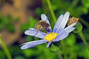 Bee Fly - feeding on nectar from daisy flower. Larvae prey on or parasitise various stages of many insects Bee Fly - feeding on nectar from daisy flower. Larvae prey on or parasitise various stages of many insects