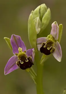 Mimicry In Nature Photos Prints: Bee orchid