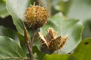 Beech Tree Prints: Beech Beech-nuts in autumn