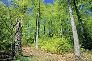 German Woodland Scenes Prints: Beech Forest - in spring time, Lower Saxony, Germany
