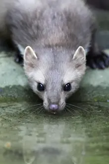Germany Animal Pictures Prints: Beech / Stone Marten - drinking from pool, Hessen, Germany
