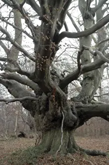 Winter Woodland Scenes Prints: Beech Tree: an ancient pollard in winter, Ashridge, Chilterns. UK