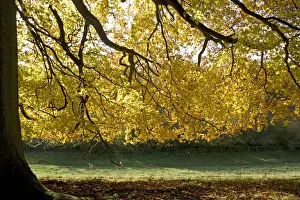 European Beech Tree Images Prints: Beech tree - Backlit in autumn colours. Westonbirt Arboretum Tetbury UK
