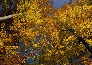 European Beech Tree Pictures Prints: Beech Trees - In Autumn