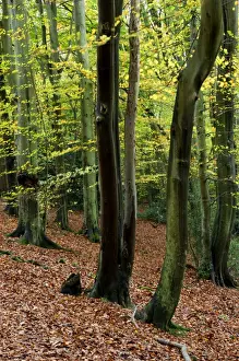 European Beech Tree Pictures Prints: Beech trees - smooth trunked in Autumn. Groombridge Woods - East Sussex - UK. October