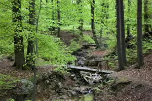 Woodland Water Features Prints: Beech Wood - and stream in spring
