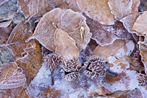 Beechwood forest floor in winter, with fallen beech mast Beechwood forest floor in winter, with fallen beech mast