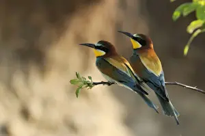 Stefan Meyers Photographer Prints: Beeeater - two, Austria