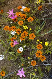 African Flowering Plants Prints: Beetle daisy (Gorteria diffusa ssp)