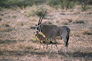 Beisa Oryx - with young Beisa Oryx - with young
