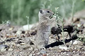 Wildlife Mammal Photos Prints: Belding's Ground Squirrel