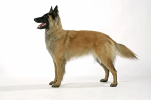 Belgian Shepherd Dog - Tervuren Belgian Shepherd Dog - Tervuren