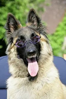 Belgian shepherd dog wearing purple glasses Belgian shepherd dog wearing purple glasses