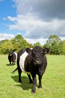 Belted Galloway Cows in Wildflower Meadow Print