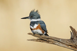 Belted Kingfisher - female Belted Kingfisher - female