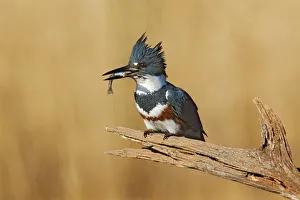 Belted Kingfisher - with fish in beak Belted Kingfisher - with fish in beak