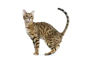 Unique Pet Portraits Online Prints: Bengal Cat - in studio