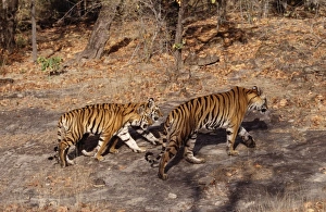 Bengal / Indian TIGER - adult and two young Bengal / Indian TIGER - adult and two young
