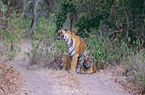 Bengal / Indian Tiger - and cubs on track at edge of jungle Bengal / Indian Tiger - and cubs on track at edge of jungle