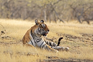 Bengal / Indian Tiger - in dry grassland Bengal / Indian Tiger - in dry grassland