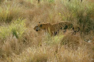 Bengal / Indian Tiger - in grass Bengal / Indian Tiger - in grass