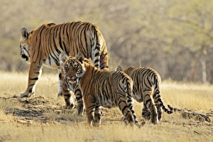 Bengal / Indian Tigeress with cubs - moving to a safer place after fight with another Tiger Bengal / Indian Tigeress with cubs - moving to a safer place after fight with another Tiger