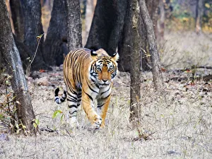 Bengal Tiger - female Noor walking through forest Panthera tigris tigris Ranthambore National Park Rajastan Bengal Tiger - female Noor walking through forest Panthera tigris tigris Ranthambore National Park Rajastan