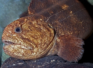 Bering Wolffish, cold waters in north Pacific down to 100m. marine fish Bering Wolffish, cold waters in north Pacific down to 100m. marine fish