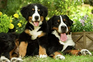 Bernese Mountain Dog - lying in garden with puppy Bernese Mountain Dog - lying in garden with puppy