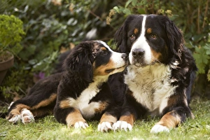 Bernese Mountain Dog - lying in garden with puppy Bernese Mountain Dog - lying in garden with puppy