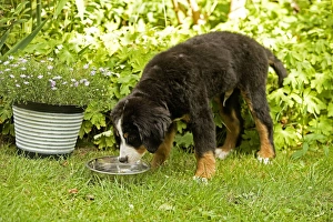 Bernese Mountain Dog - puppy drinking from bowl in garden Bernese Mountain Dog - puppy drinking from bowl in garden