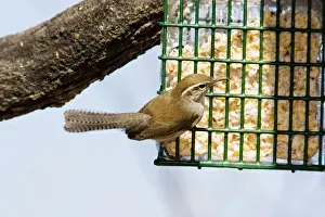 Personal Use Artwork Only Prints: Bewick's Wren