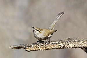 Bewicks Wren Bewicks Wren