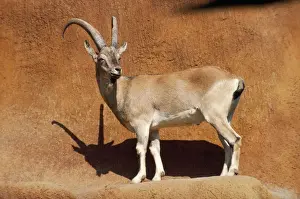 Unique Animal Wall Art Prints: Bezoar Goat