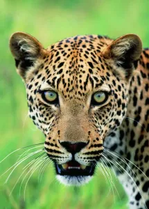 Leopard Close-up Print