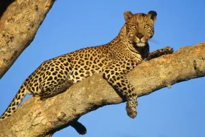 Leopard Print on Tree Branch