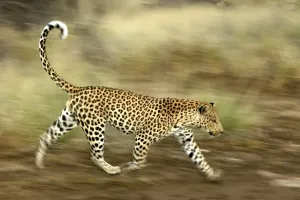 Leopard Print, Namibia