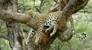 Leopard Print - Resting in Tree, Namibia
