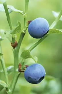 Bilberry Fruit Images Prints: Bilberry