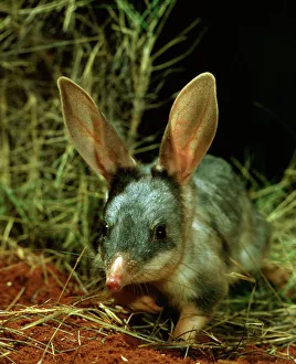 Bilby / Rabbit-eared BANDICOOT - Central Australian desert Bilby / Rabbit-eared BANDICOOT - Central Australian desert