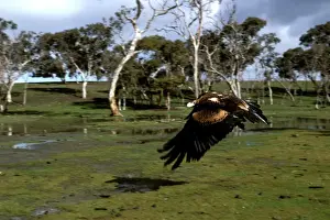 Eagle In Flight Prints: BIR00143
